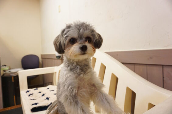 ペットホテル　犬のホテル　都内　東京　ヌーノクラブ　チワプーのたんたんちゃん