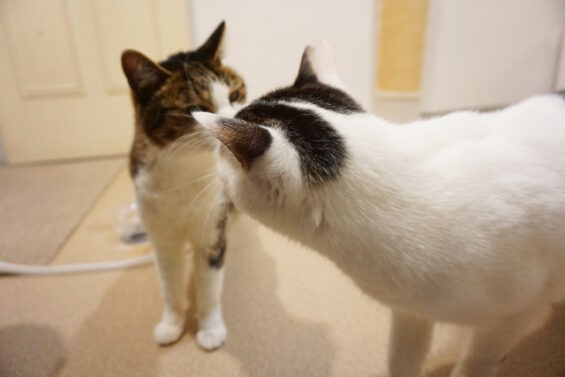 ペットホテル　猫専用ホテル　ヌーノクラブ　ミックス猫のリネンちゃんとハクちゃん