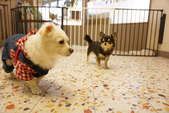 ペットホテル　犬のホテル　都内　東京　ヌーノクラブ　チワワのアリスちゃんとチワプーのジェシーちゃん