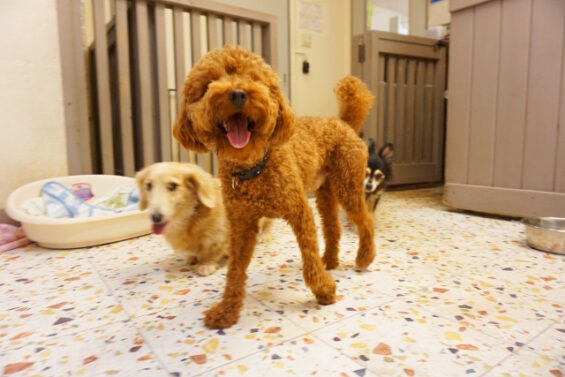 ペットホテル　犬のホテル　都内　東京　ヌーノクラブ　トイプードルのぺこちゃん