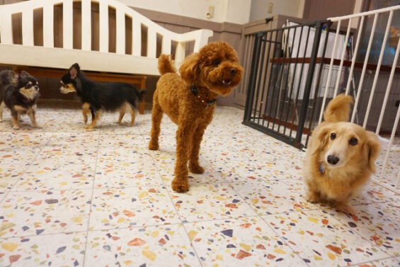 ペットホテル　犬のホテル　都内　東京　ヌーノクラブ　トイプードルのぺこちゃん