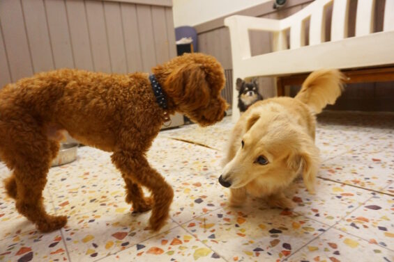 ペットホテル　犬のホテル　都内　東京　ヌーノクラブ　トイプードルのぺこちゃん