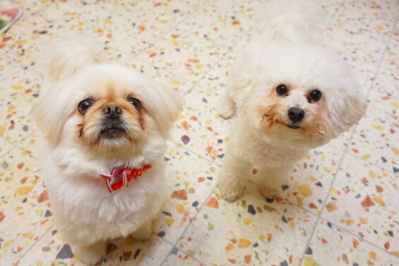 ペットホテル　犬のホテル　都内　東京　ヌーノクラブ　ビションフリーゼのジャスミン・ペキニーズのティアラ