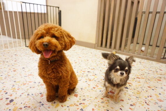 ペットホテル　犬のホテル　都内　東京　ヌーノクラブ　チワワのアリスちゃん