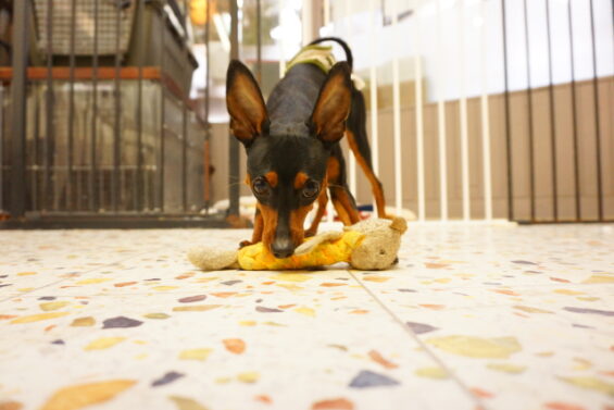 ペットホテル　犬のホテル　都内　東京　ヌーノクラブ　ミニチュアピンシャーのパイン