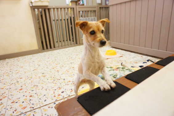 ペットホテル　犬のホテル　都内　東京　ヌーノクラブ　ジャックラッセルのココ