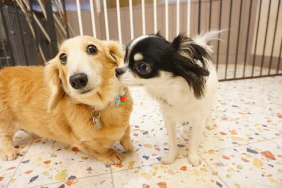 ペットホテル　犬のホテル　都内　東京　ヌーノクラブ　チワワのましゅー・ミニチュアダックスのモナコ