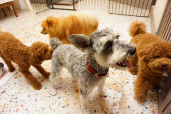 ペットホテル　犬専用ホテル　ヌーノクラブ ポメラニアンの太郎ちゃん