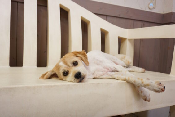 ペットホテル　犬専用ホテル　ヌーノクラブ　なぎちゃん