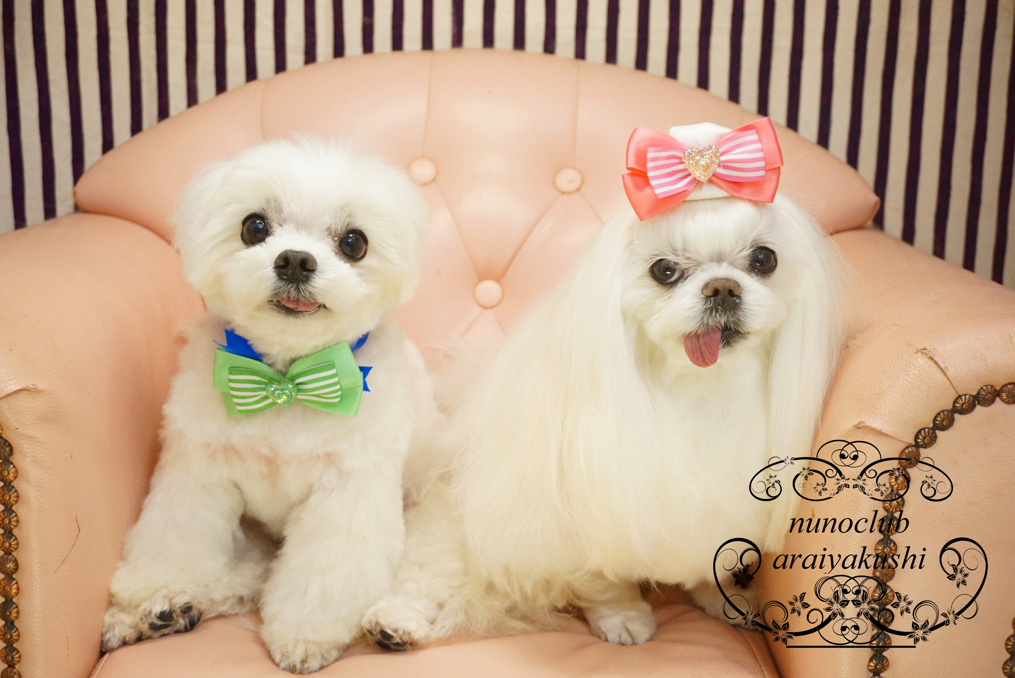 シャンプーカット チワワのココちゃん アポロちゃん チワックスのペコちゃん マルチーズのルナちゃん アルテミスちゃん ペットホテル ペットサロン トリミングサロン 東京 ヌーノクラブのブログ シャンプーカット チワワのココちゃん アポロちゃん チワックスのペコちゃん マルチーズのルナちゃん アルテミスちゃん ペットホテル ペットサロン トリミングサロン 東京 ヌーノクラブのブログ