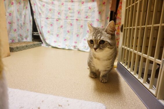 ペットホテル　猫専用ホテル　ヌーノクラブ　マンチカンのエマちゃん