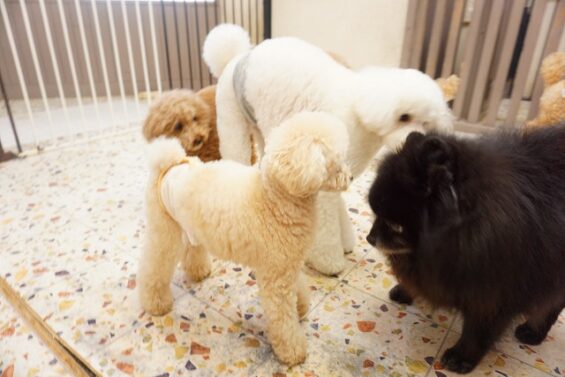 ペットホテル　犬専用ホテル　ヌーノクラブ新井薬師　たくさんのプードルたちがお泊り中です。