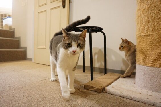 ペットホテル　猫専用ホテル　ヌーノクラブ　マンチカンのカイちゃん