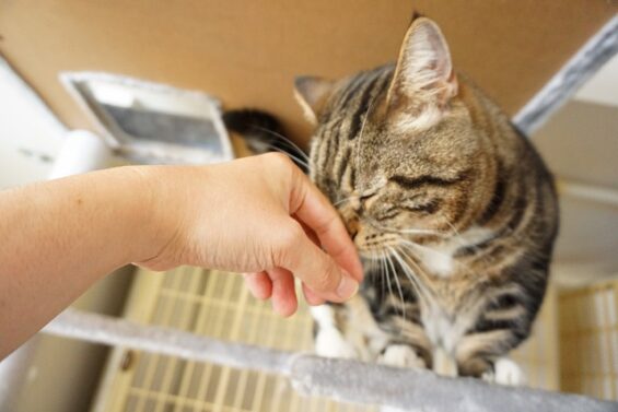 ペットホテル　猫専用ホテル　ヌーノクラブ　マンチカンのグレンちゃん