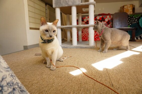 ペットホテル　猫専用ホテル　キャットホテル　東京都中野　ヌーノクラブ新井薬師　アメショのフリオちゃんとシャルトリューのマールちゃんとトンキニーズのタケルちゃん