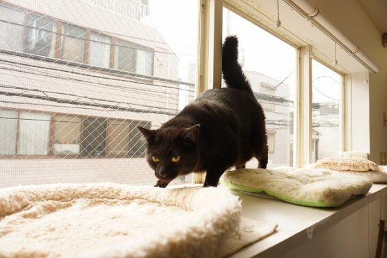 ペットホテル　猫専用ホテル　キャットホテル　東京都中野　都内　ヌーノクラブ新井薬師　滞在中の猫ちゃんの様子：黒猫のポニャちゃん