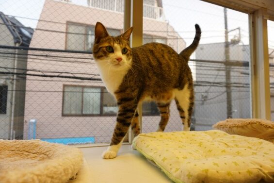 ペットホテル　猫専用ホテル　キャットホテル　東京都中野　都内　ヌーノクラブ新井薬師　滞在中の猫ちゃんの様子：キジ白のナツメちゃん