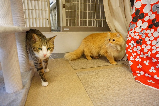猫ちゃんルームの様子】キジ白のナツメちゃん、スコティッシュ