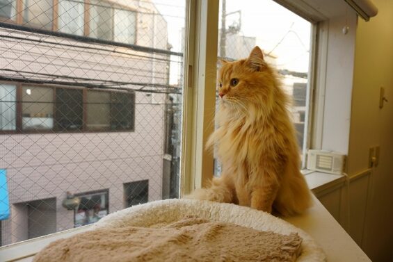 ペットホテル　猫専用ホテル　キャットホテル　東京都中野　都内　ヌーノクラブ新井薬師　滞在中の猫ちゃんの様子：スコティッシュフォールドのちゃむちゃん