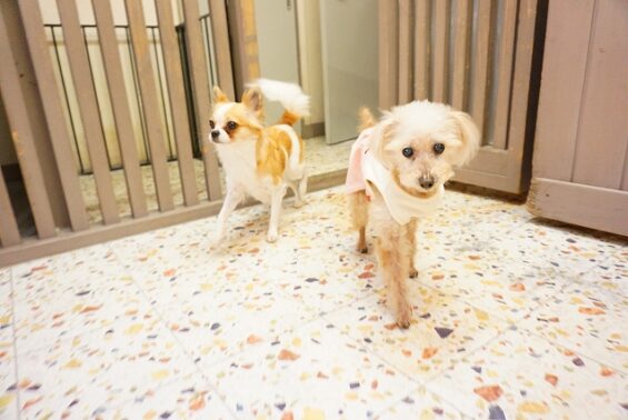 ペットホテル　犬専用ホテル　ヌーノクラブ新井薬師　トイプードルのココアちゃんとチワワのあゆみちゃん