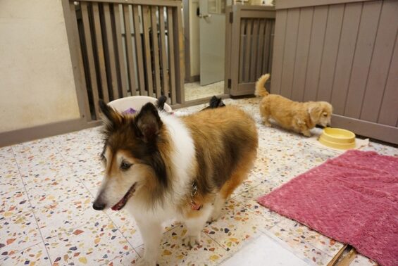 ペットホテル　犬専用ホテル　ヌーノクラブ新井薬師　シェルティのチェリーちゃん