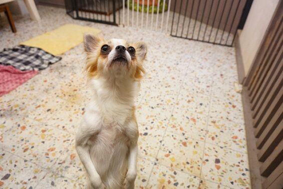 ペットホテル　犬専用ホテル　ヌーノクラブ新井薬師　チワワのあゆみちゃん