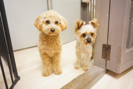 ペットホテル　犬専用ホテル　ヌーノクラブ新井薬師　ヨーキーの豆太ちゃん、トイプードルのモコちゃん