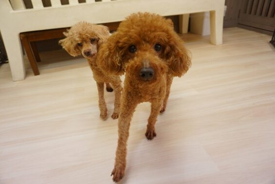 ペットホテル　犬専用ホテル　ヌーノクラブ新井薬師　トイプードルのムースちゃんダイヤちゃん