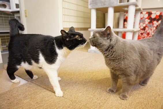 ペットホテル　猫専用ホテル　キャットホテル　東京都中野　都内　ヌーノクラブ新井薬師　滞在中の猫ちゃん　ミックスのチャーちゃん＆ブリティッシュショートヘアのオーロララちゃん