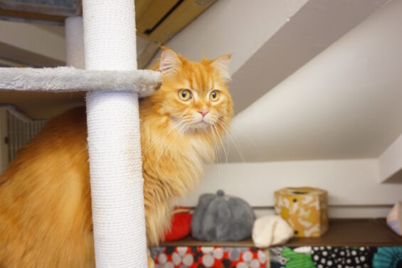 ヌーノクラブ　猫専用ペットホテル　都内　中野区　フリースペースでのびのび　お預り中の猫ちゃん　メインクーンのメイちゃん