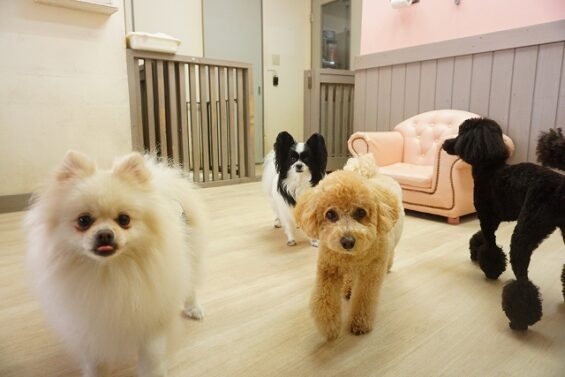 ヌーノクラブ　犬のペットホテル　東京　中野区　フリースペースでのびのび　お預かり中のトイプードル・パピヨン・ポメラニアン