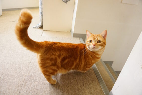 ヌーノクラブ　猫専用ペットホテル　都内　中野区　フリースペースでのびのび　お預り中の猫ちゃん　マンチカンのマタンちゃん