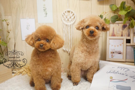ペットサロン、ヌーノクラブ、可愛くリーズナブルにトリミング　トイプードルのもこ・ちゅーい640