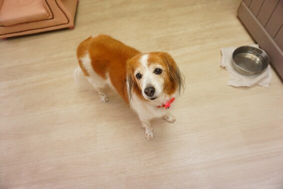 ヌーノクラブ　犬のペットホテル　東京　中野区　フリースペースでのびのび　お預かり中　るる_640