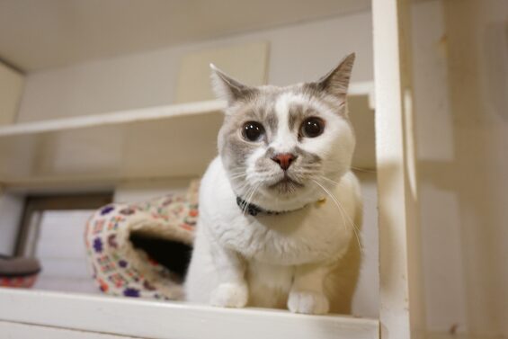 ヌーノクラブ　猫専用ペットホテル　都内　中野区　フリースペースでのびのび　お預り中の猫ちゃん 　みぞれ_640