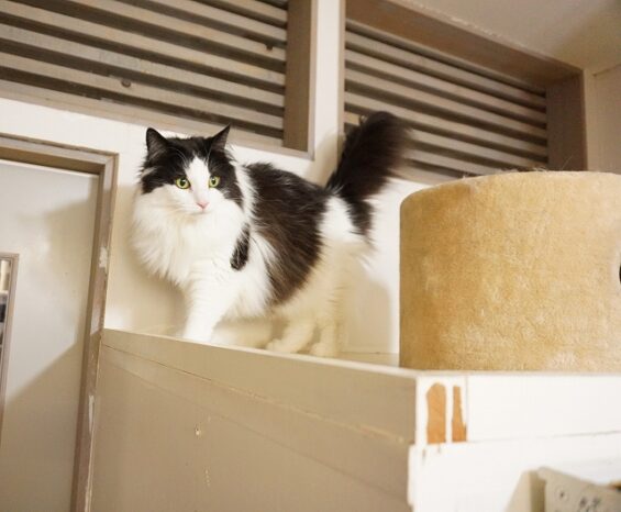 ヌーノクラブ　猫専用ペットホテル　都内　中野区　フリースペースでのびのび　お預り中の猫ちゃん 　シーナ
