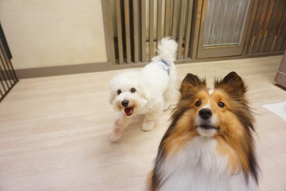 ヌーノクラブ　犬のペットホテル　東京　中野区　フリースペースでのびのび　お預かり中　ししまるｄ_640