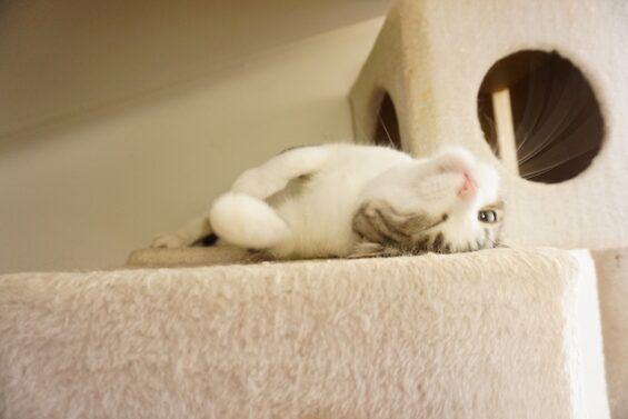 ヌーノクラブ　猫専用ペットホテル　都内　中野区　フリースペースでのびのび　お預り中の猫ちゃん 　ハリー