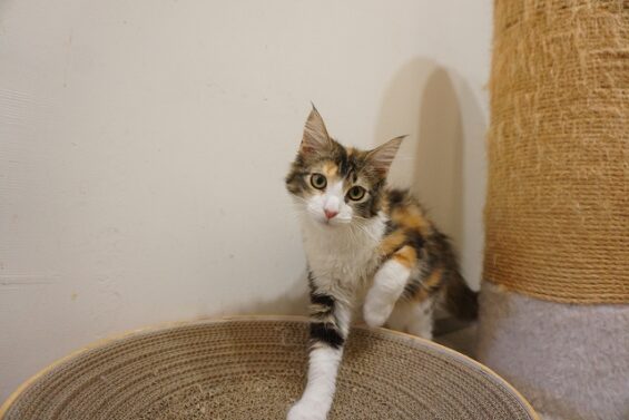 ヌーノクラブ　猫専用ペットホテル　都内　中野区　フリースペースでのびのび　お預り中の猫ちゃん メイ_640