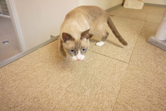 ヌーノクラブ　猫専用ペットホテル　都内　中野区　フリースペースでのびのび　お預り中の猫ちゃん 　ほたて_640