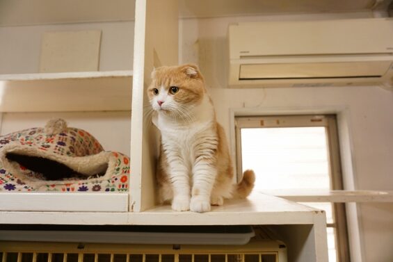 ヌーノクラブ　猫専用ペットホテル　都内　中野区　フリースペースでのびのび　お預り中の猫ちゃん 　つくね_640