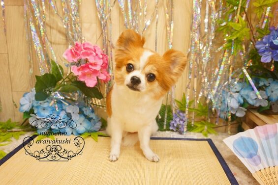 ペットサロン、ヌーノクラブ、可愛くリーズナブルにトリミングク　チワワのチョコ_640