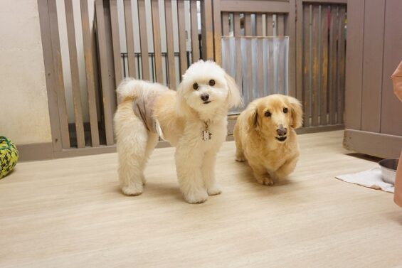 ヌーノクラブ　犬のペットホテル　東京　中野区　フリースペースでのびのび　お預かり中　茶々・マレ_640