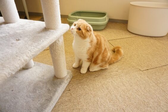 ヌーノクラブ　猫専用ペットホテル　都内　中野区　フリースペースでのびのび　お預り中の猫ちゃん 　つくね_640
