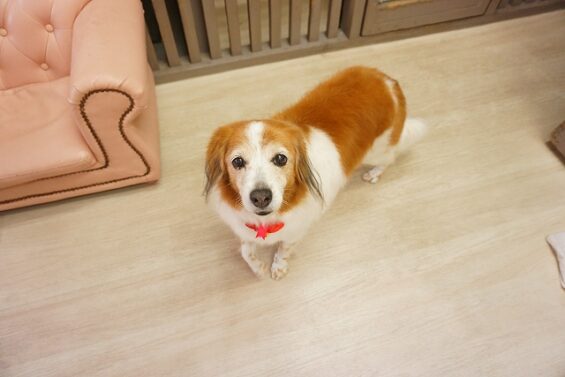 ヌーノクラブ　犬のペットホテル　東京　中野区　フリースペースでのびのび　お預かり中　るる_640