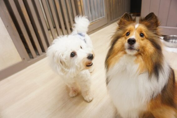 ヌーノクラブ　犬のペットホテル　東京　中野区　フリースペースでのびのび　お預かり中　ししまるｄ_640