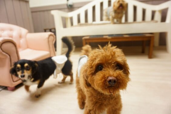 ヌーノクラブ　犬のペットホテル　東京　中野区　フリースペースでのびのび　お預かり中のトイプードル＿のハナちゃん、チワワの大福ちゃん_640