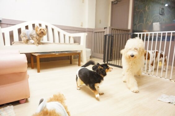 ヌーノクラブ　犬のペットホテル　東京　中野区　フリースペースでのびのび　お預かり中、凛ちゃん、ノックスちゃん_640