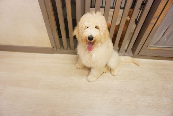 ヌーノクラブ　犬のペットホテル　東京　中野区　フリースペースでのびのび　お預かり中　ノックス_640