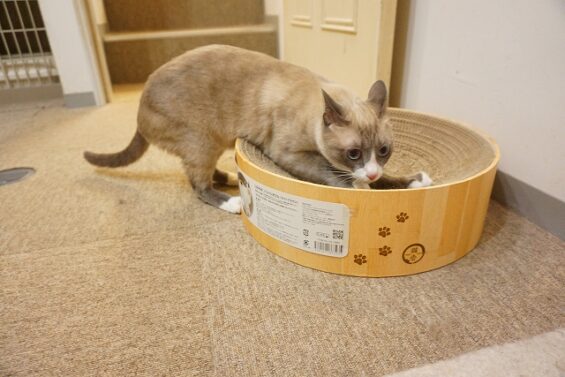 ヌーノクラブ　猫専用ペットホテル　都内　中野区　フリースペースでのびのび　お預り中の猫ちゃん 　ほたて_640